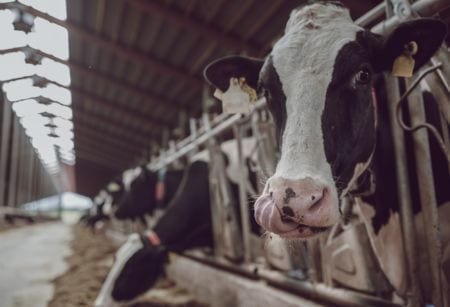 Cows on a farm