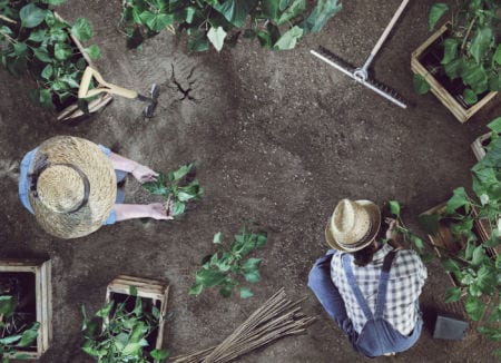 Two people working in a garden