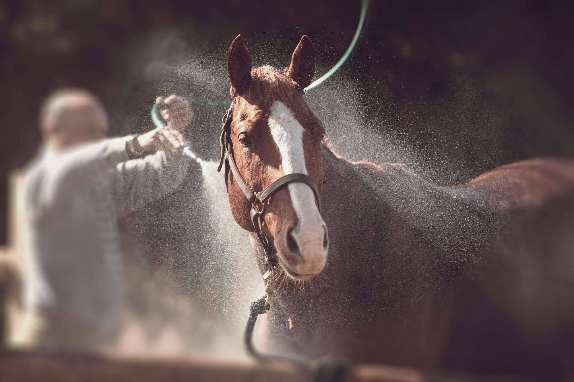 equine-groom-apprenticeship-standard