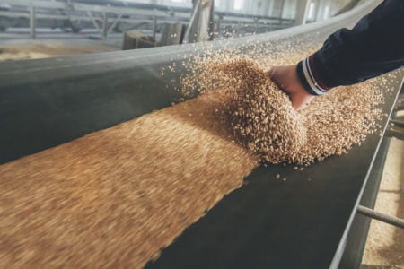 A man running his hand through grain on a processing line