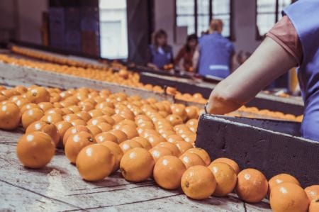 A food and drink process operator examining oranges