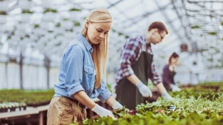 Horticulture operatives working in a greenhouse
