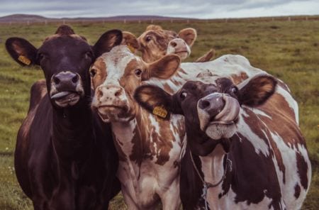A bunch of cows on a field