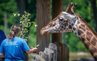 Apprenticeships Working with Animals
